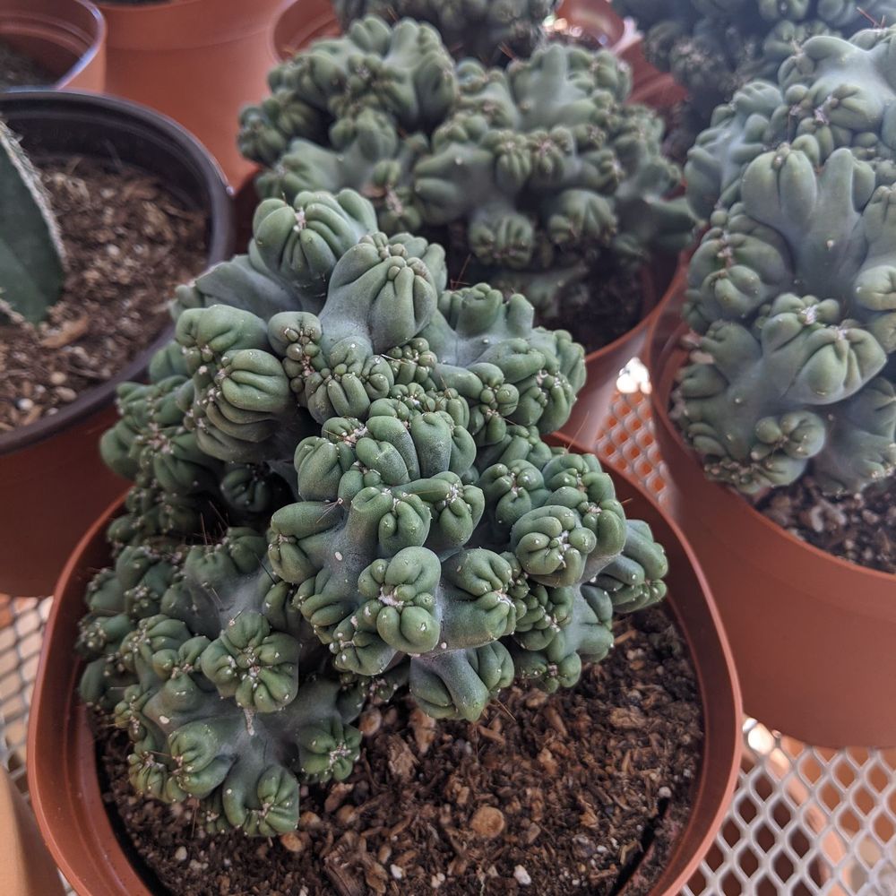 Dennis' 7 Dees Garden Centers - Nurseries & Gardening Near Me - Tigard, Oregon
