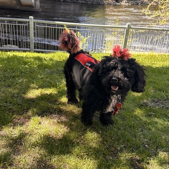 Tidy Pawz - Someone's happy it's summertime - Pet Groomers Near Me - Anoka, Minnesota