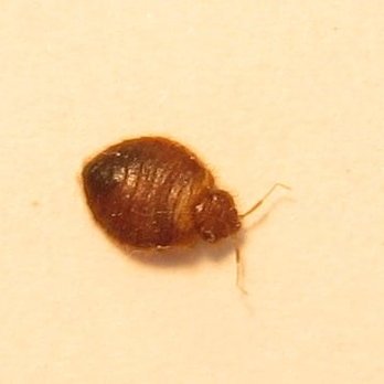 Valor Pest Management - Bed Bug - Pest Control Near Me Valor Pest Management - Bed Bug - Pest Control Near Me