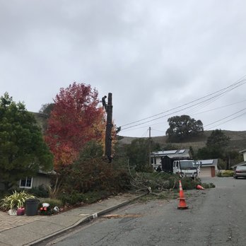 Jorge's Tree Service - The remains of a large old Pine tree. - Tree Services Near Me - San Rafael, California Jorge's Tree Service - The remains of a large old Pine tree. - Tree Services Near Me - San Rafael, California