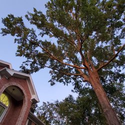 Tree Tops Tree Service - After