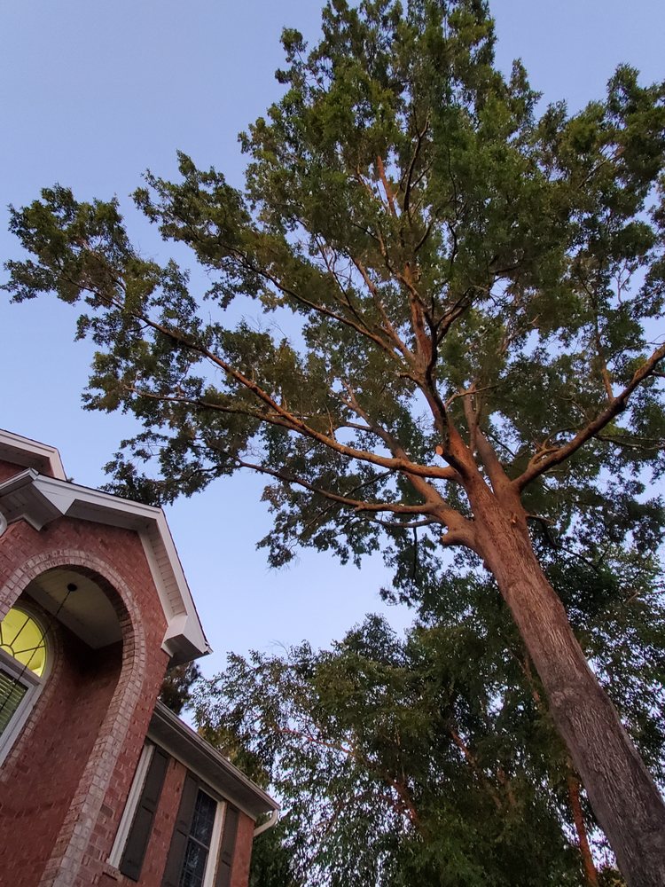 Tree Tops Tree Service - tree service in Chesapeake, VA