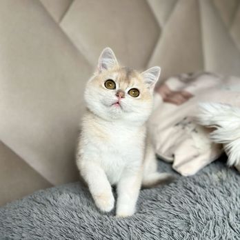 Regal British Shorthair Cattery - British shorthair Blue Golden chinchilla - Pet Adoption Near Me Regal British Shorthair Cattery - British shorthair Blue Golden chinchilla - Pet Adoption Near Me