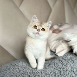 Regal British Shorthair Cattery - British shorthair Blue Golden chinchilla