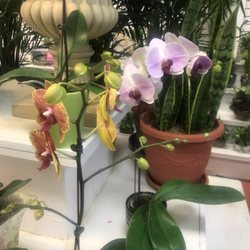 Rainbow Gift & Flower - Lots of nice Orchids