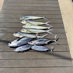 Makai Sportfishing - Fish from the day