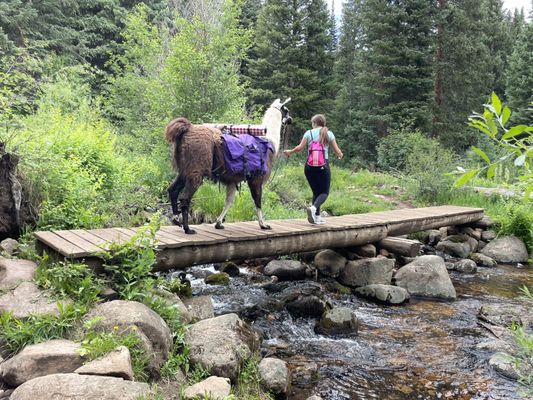 Paragon Guides by null