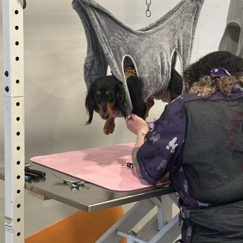 Aunt Jayne's Groom Room - My dog getting his paws trimmed - Pet Groomers Near Me - Wall, Pennsylvania Aunt Jayne's Groom Room - My dog getting his paws trimmed - Pet Groomers Near Me - Wall, Pennsylvania