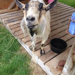 Hamilton Hobby Farm