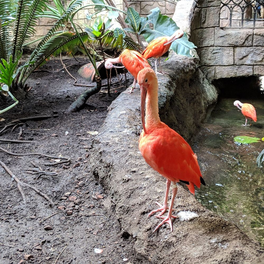 Bird Kingdom - Scarlet Ibis - Zoos Near Me - Niagara Falls, Ontario Bird Kingdom - Scarlet Ibis - Zoos Near Me - Niagara Falls, Ontario