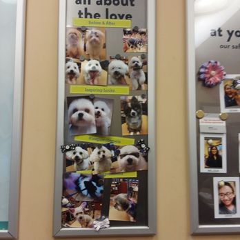 PetSmart - 9/1/19 - Pet Groomers Near Me - Mililani, Hawaii PetSmart - 9/1/19 - Pet Groomers Near Me - Mililani, Hawaii