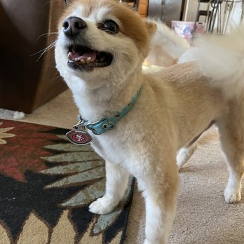 All Fur Love Grooming - Pet Groomers Near Me - Reno, Nevada All Fur Love Grooming - Pet Groomers Near Me - Reno, Nevada
