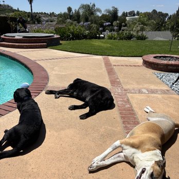Lee Animal Hospital - Back to normal with my siblings! - Veterinarians Near Me - Orange, California Lee Animal Hospital - Back to normal with my siblings! - Veterinarians Near Me - Orange, California