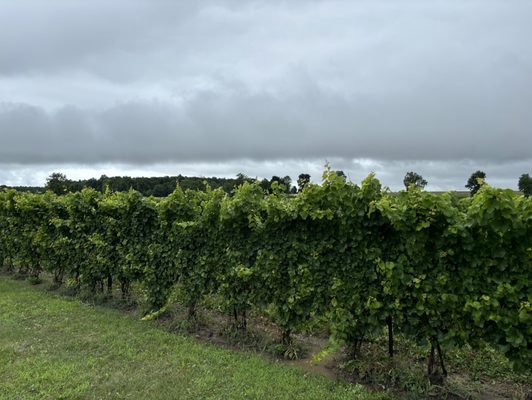 Red Tail Ridge Winery by null