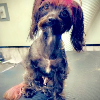 Gentle Grooming Graces - Pet Groomers Near Me - Summerville, South Carolina Gentle Grooming Graces - Pet Groomers Near Me - Summerville, South Carolina
