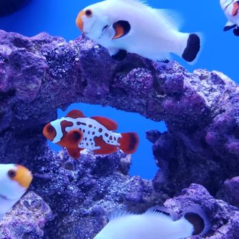 Aquariums Alive - Designer clownfish - Aquarium Services Near Me Aquariums Alive - Designer clownfish - Aquarium Services Near Me