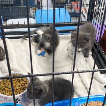 All Paws Count - Animal Shelters Near Me - Spanish Fork, Utah