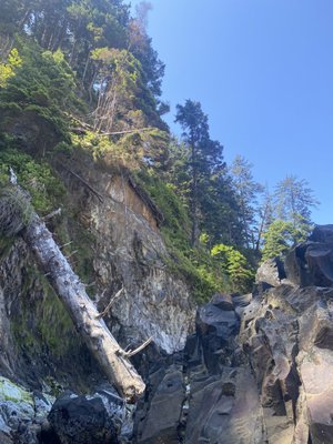 Oswald West State Park by null