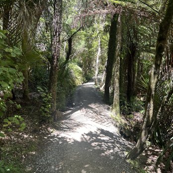 Bush and Beach - Rainforest path - Walking Tours Near Me - Auckland, AUK