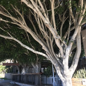 Fig Tree Cafe - Sandwiches Near Me - Pacific Beach, California