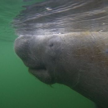 Fun 2 Dive Manatee Tours - Manatee - Snorkeling Near Me - Crystal River, Florida