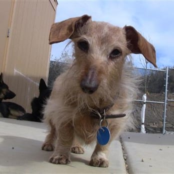 Bed & Biscuit Pet Resort - Pet Training Near Me - Mayer, Arizona Bed & Biscuit Pet Resort - Pet Training Near Me - Mayer, Arizona