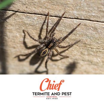 Chief Termite & Pest Control - Pest Control Near Me - Memphis, Tennessee Chief Termite & Pest Control - Pest Control Near Me - Memphis, Tennessee