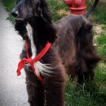 Jee Jac Kennels - The wind blowing through T.C's Beutiful hair :) - Pet Groomers Near Me - Burlington, Washington Jee Jac Kennels - The wind blowing through T.C's Beutiful hair :) - Pet Groomers Near Me - Burlington, Washington
