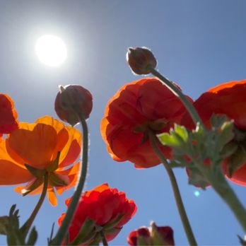 The Flower Fields - Venues & Event Spaces Near Me - Carlsbad, California The Flower Fields - Venues & Event Spaces Near Me - Carlsbad, California