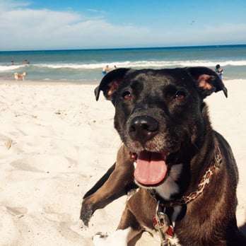 Canova Dog Beach - Lilos first beach day was a huge success - Dog Parks Near Me - Indialantic, Florida