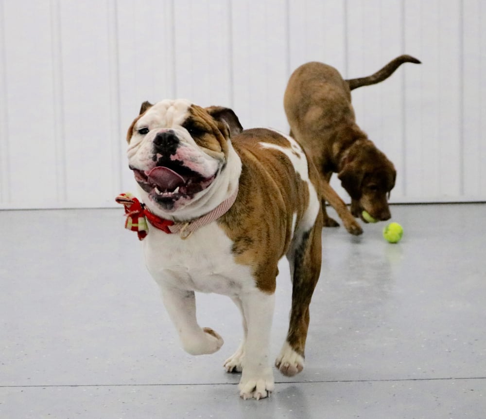 BARK AVENUE PET LODGE Updated October 2024 12 Photos 19865 Neills