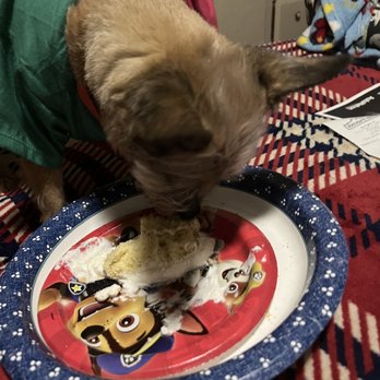 Redondo Dog - Raskal at the almost ending of his slice of cake. - Pet Services Near Me - Carson, California Redondo Dog - Raskal at the almost ending of his slice of cake. - Pet Services Near Me - Carson, California