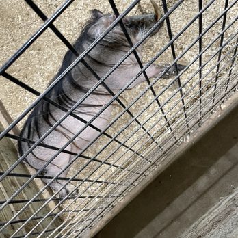 The Creature Conservancy - Community Service/Non-Profit Near Me - Ann Arbor, Michigan