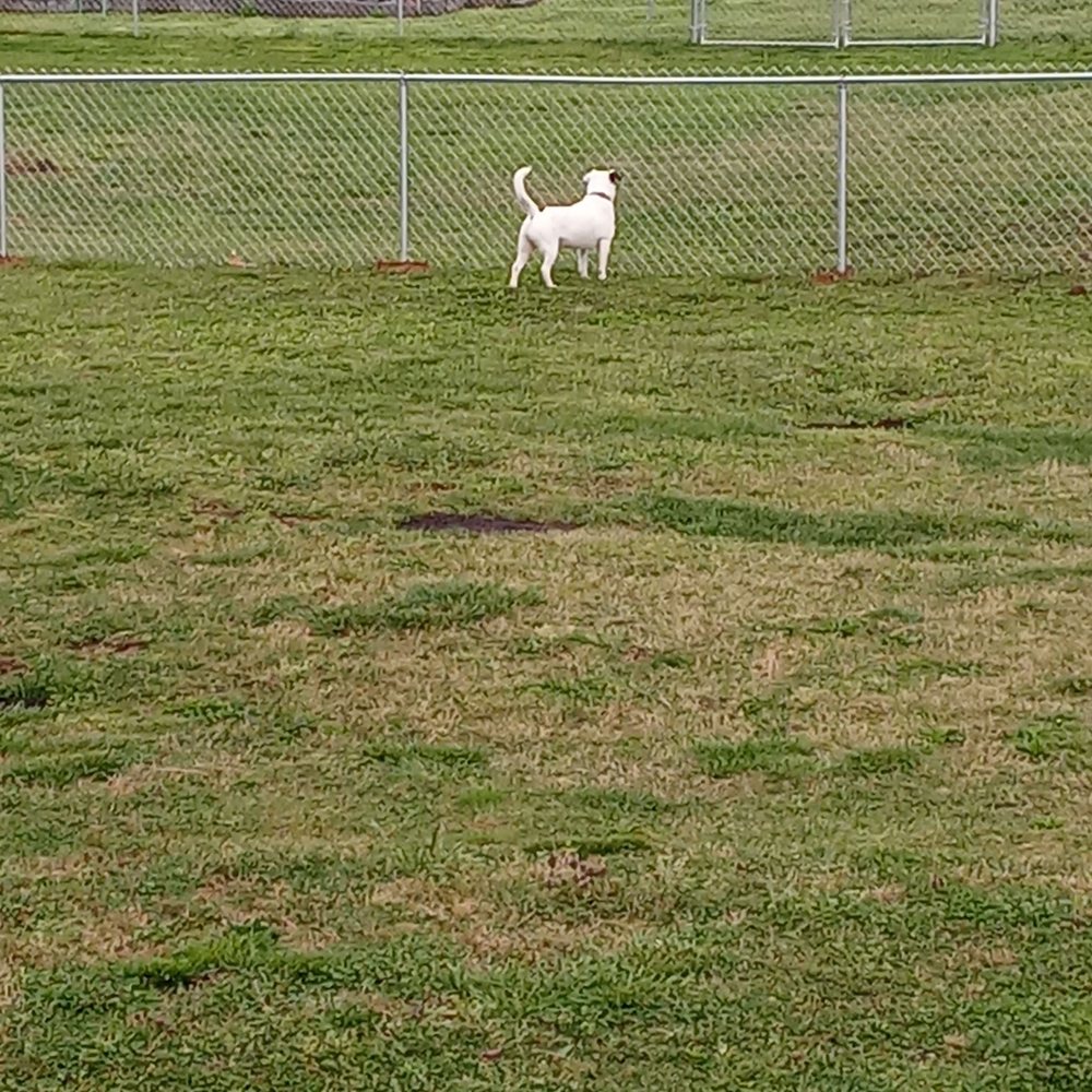 Atomic Fencing - Our dog loves it. - Fences & Gates Near Me Atomic Fencing - Our dog loves it. - Fences & Gates Near Me