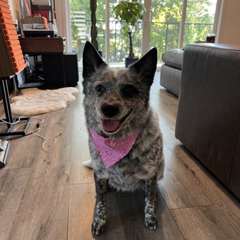 DogDash Mobile Grooming - Pet Groomers Near Me DogDash Mobile Grooming - Pet Groomers Near Me