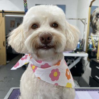 Wag n’ Swag - Sonny styled by Erika - Pet Groomers Near Me - Los Angeles, California Wag n’ Swag - Sonny styled by Erika - Pet Groomers Near Me - Los Angeles, California