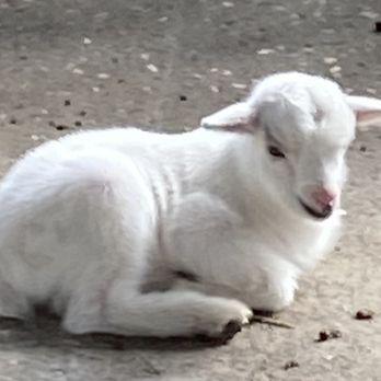 Cherokee Zoo - Baby Pygmy goat - Zoos Near Me - Cherokee, North Carolina