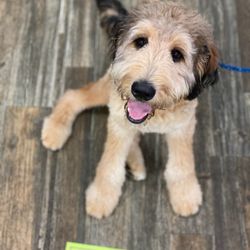 Om Obedience, Professional Dog Training