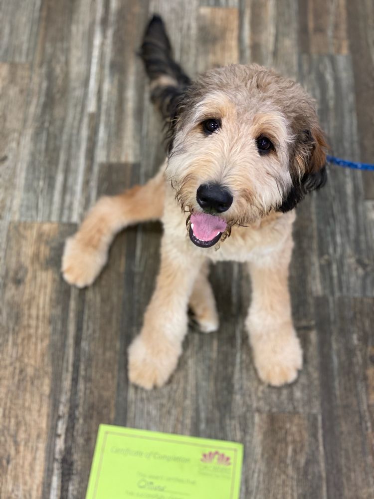 OM OBEDIENCE, PROFESSIONAL DOG TRAINING Updated September 2024 22