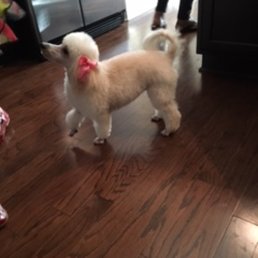 How she was previously groomed by another groomer