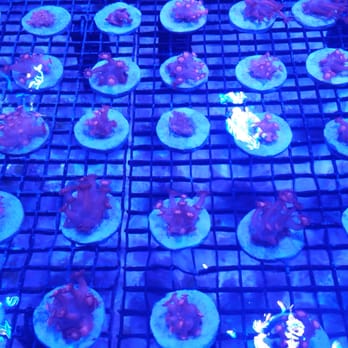 Reef-Licious - Corral - Pet Stores Near Me - Albuquerque, New Mexico