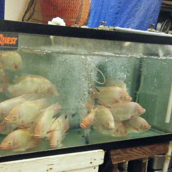 Kekaulike Market - Sunfish. AKA Golden Tilapia - Farmers Market Near Me - Honolulu, Hawaii Kekaulike Market - Sunfish. AKA Golden Tilapia - Farmers Market Near Me - Honolulu, Hawaii