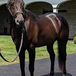 Spendthrift Farm - Forte