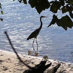 Great Shiplock Park - A crane at the beach.