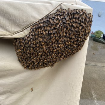 Bee Friendly Honey Bee Management Solutions - Pest Control Near Me - Morgan Hill, California Bee Friendly Honey Bee Management Solutions - Pest Control Near Me - Morgan Hill, California