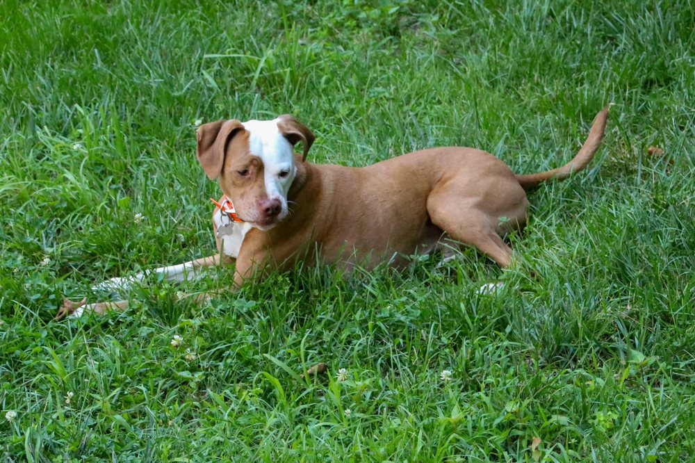 HIDDEN ACRES KENNEL Updated October 2024 247 Plains Rd, Tolland