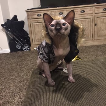 Hollywood Sphynx - Playing dress up with Dobby - Pet Services Near Me Hollywood Sphynx - Playing dress up with Dobby - Pet Services Near Me
