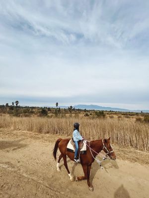 S&D Horseback Riding by null
