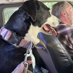 John Jolley Transport - He gave us and our dog a ride too, no charge!
