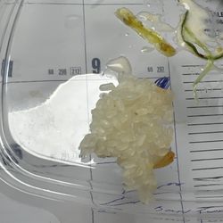 Mizu Ken Sushi - Hard bottom of the pot rice